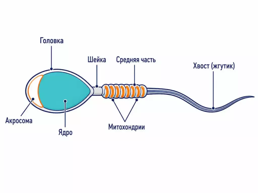 нормальное строение клетки сперматозоид